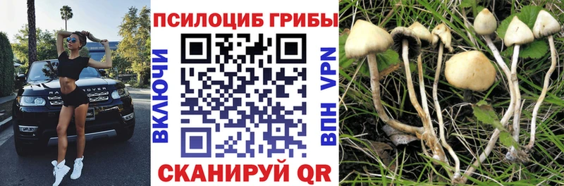Галлюциногенные грибы Psilocybine cubensis Майский
